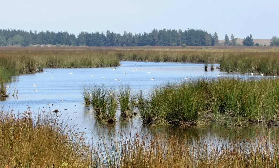 Humedales de Putú, reserva natural en la costa de la Región del Maule